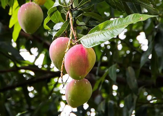 Premium Mango Tree Potting Mix - Crafted for Lush Growth and Abundant Mangoes - 1 Quart by GreenHaven Gardens