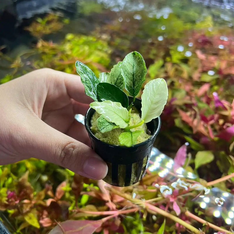 Anubias Live Aquarium Plants - Potted Freshwater Plant for Fish Tanks, Terrariums - Beginner Friendly Low Light (Nana Pinto, 1 Pot) by GreenHaven Gardens