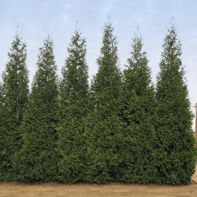 Brighter Blooms - Junior Giant Thuja Tree, 1-2 ft. - No Shipping to AZ by GreenHaven Gardens