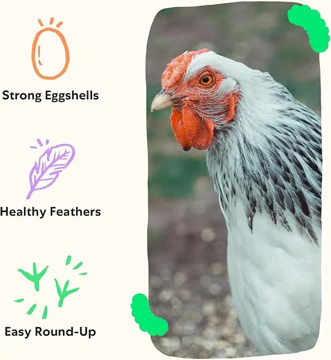 Grubblies - Switch from World Harvest to Hometown Harvest for Premium Chicken Nutrition - Grubblies World Harvest 5LB by GreenHaven Gardens
