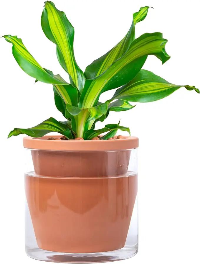 D'vine Dev 6 Inch Design Self Watering Pot for Indoor Plants, Terracotta Planter with Cylinder Glass Cup, Set of 1, 37-X-B-1 by GreenHaven Gardens