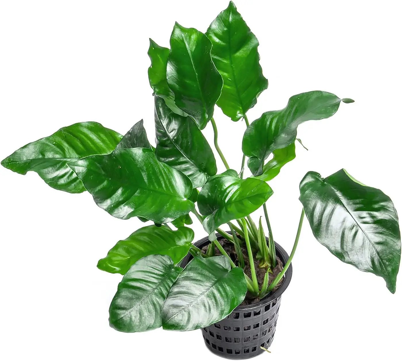 Anubias Live Aquarium Plants - Potted Freshwater Plant for Fish Tanks, Terrariums - Beginner Friendly Low Light (Nana, Mother Plant) by GreenHaven Gardens