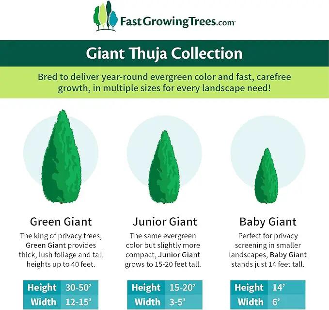 Brighter Blooms - Junior Giant Thuja Tree, 1-2 ft. - No Shipping to AZ by GreenHaven Gardens