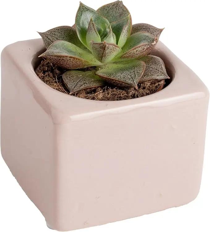Costa Farms Succulent Plant, Live Indoor Mini Succulent Plant in Cute Succulents Plant Pot, Potting Soil Mix, Grower's Choice, Easy Grow Houseplant, Tabletop, Office, Room Decor, 2-Inches Tall by GreenHaven Gardens