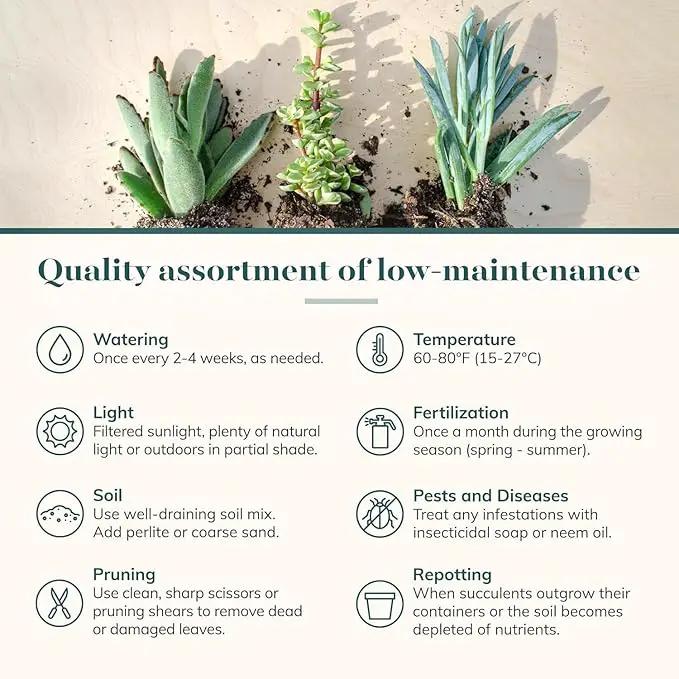 Shop Succulents Mini Succulent Plant Pack Collection - Live 2" Succulent Plants, Low Maintenance, Beautiful Colors & Textures - Wedding and Party Favors, Gift & Garden, Pack of 12 by GreenHaven Gardens