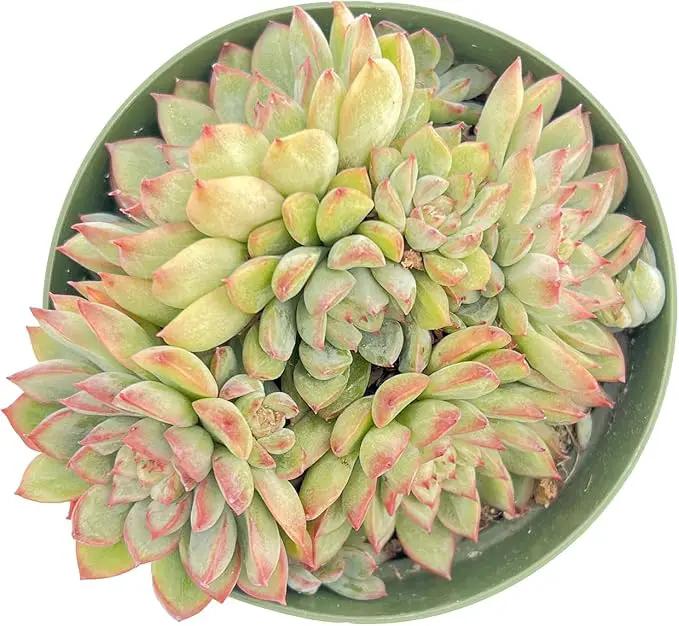 Live Succulent Plants Echeveria 'Mebina', Easy Care Potted Succulents, Approx 4" D x 4" H, Indoor Houseplant, Unique Gifts, Home Office Décor by GreenHaven Gardens