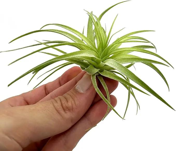 Live Air Plants - Tillandsia Geminiflora 1-3" - 2ct – ragnaroc Live Indoor Plant - Live Arrival Guaranteed - House Plants for Home Decor & Gift by GreenHaven Gardens
