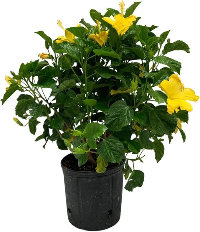 Hibiscus Live Plant - Yellow Hibiscus Bush - Flowering Plants - Yellow Ft. Myers - Overall Height 26" to 28" - (Plant Only)… by GreenHaven Gardens