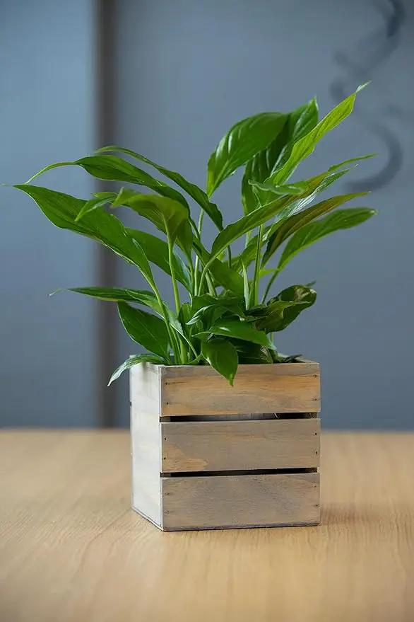 Wood Planter Box with Wine Crate Styled, 5 Inch Square, Rustic Barn Wood, Plastic Liner, Wedding Flowers Holder, Home and Venue Decor, (5x5 Wine Crate Set of 4) by GreenHaven Gardens