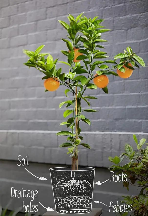 Citrus Tree Potting Soil Mix, Special Blend for Indoor Oranges, Lemons, Limes and More - (3 Quart Bag) by GreenHaven Gardens