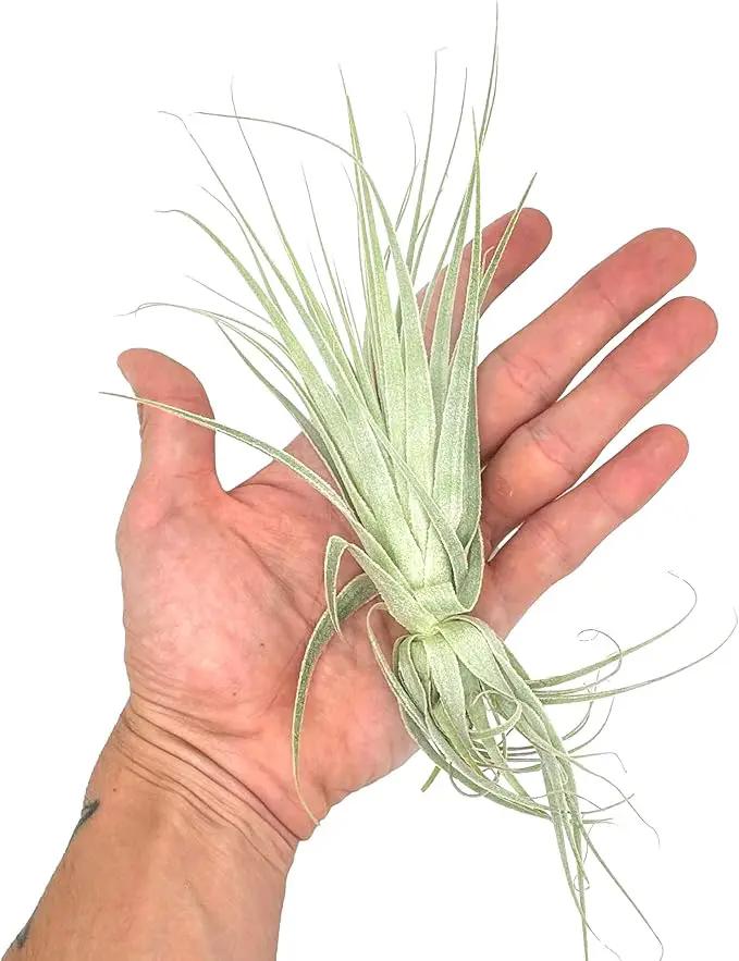 Live Air Plant - Tillandsia Gardneri 5-7” - 2ct - ragnaroc Rare Collectors Indoor Tropical Plant - Live Arrival Guaranteed - House Plants for Home Decor & Gift by GreenHaven Gardens