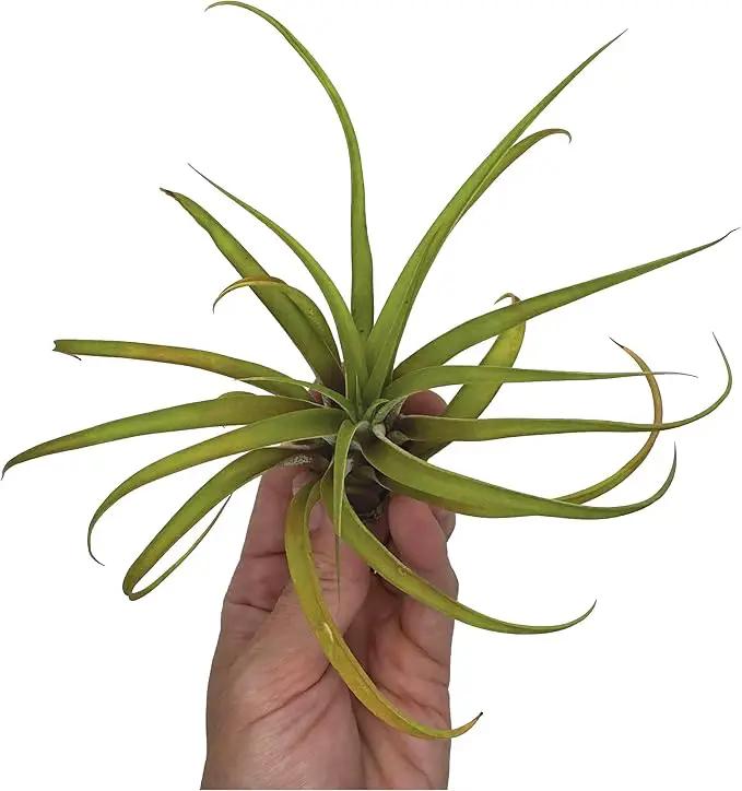 Air Plants - Tillandsia Capitata (Peach), Large 5-7” - 1 ct - Live Arrival Guaranteed - House Plants for Home Decor & Gift by GreenHaven Gardens
