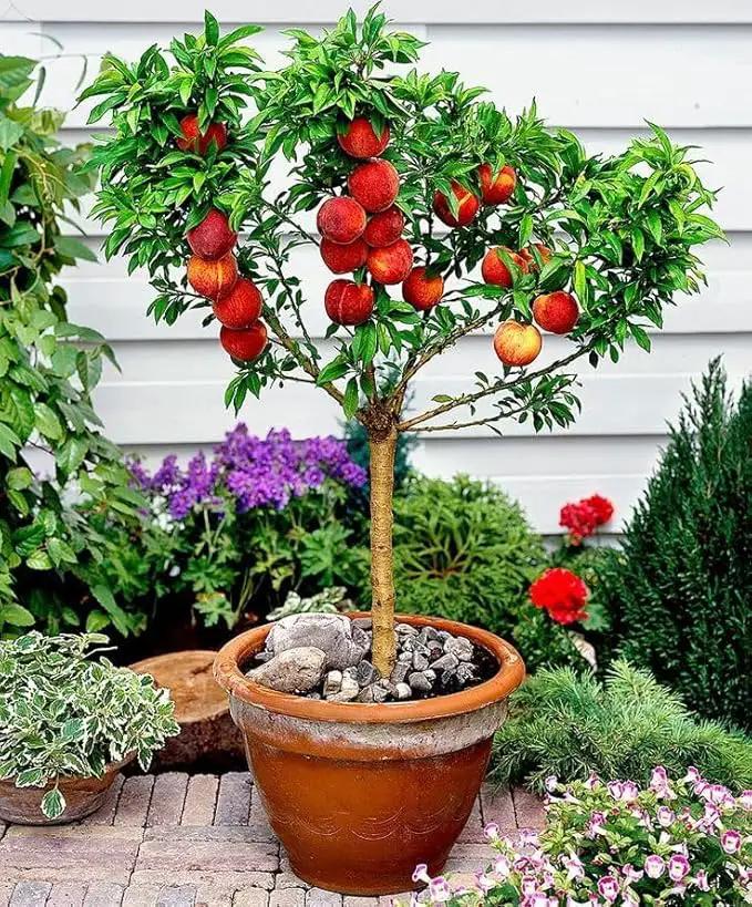 Premium Peach Potting Soil Mix - Optimal Nutrient-Rich Blend for Thriving and Juicy Peaches - 2 Quart by GreenHaven Gardens