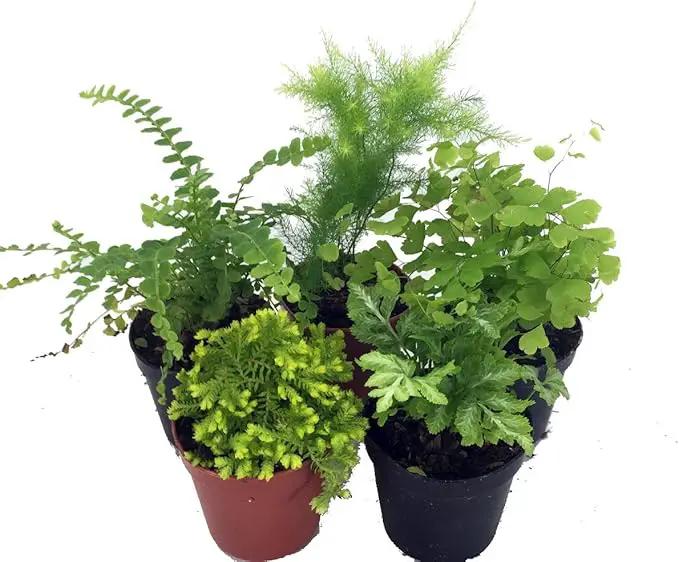 Hirt's Terrarium Kit with 5 Terrarium Plants and 5 Ferns by GreenHaven Gardens