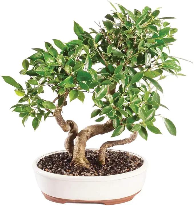Brussel's Bonsai Live Golden Gate Ficus Grove Indoor Bonsai Tree-7 Years Old 10" to 14" Tall with Decorative Container, Medium by GreenHaven Gardens