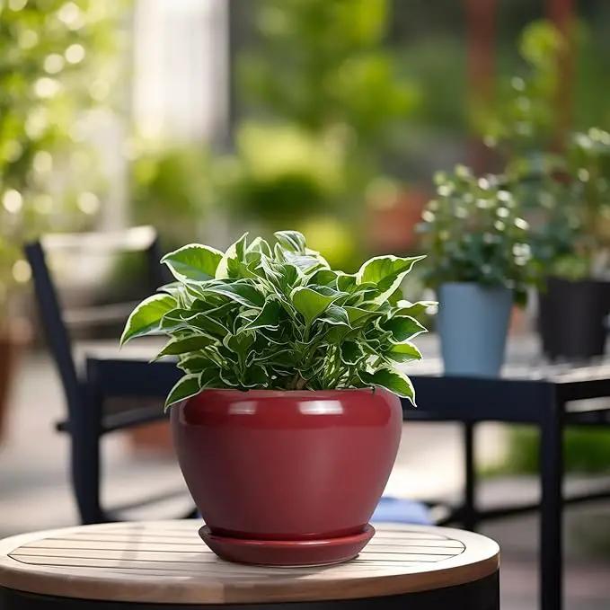 Ceramic Pot for Plants - 6 Inch Plant Pot Indoor with Drainage Hole and Saucer Succulent Outdoor Planter Round Flower Pot for House Patio Decor Red by GreenHaven Gardens