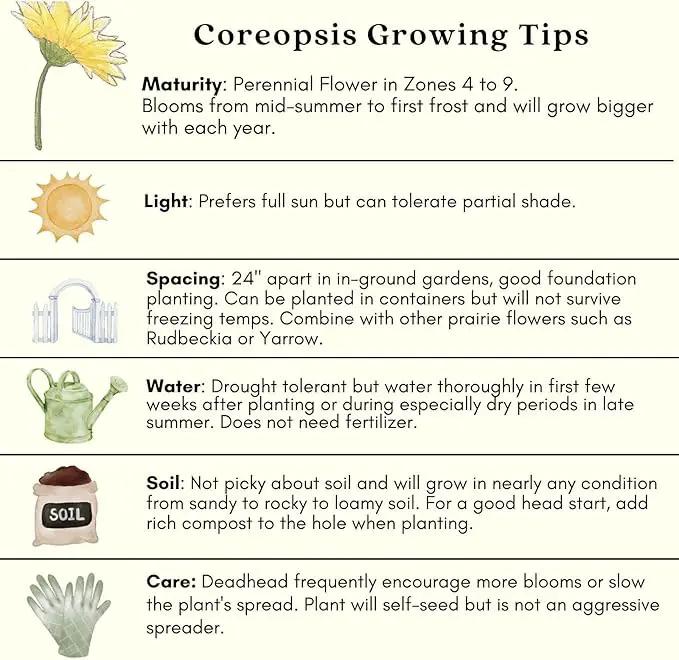 Clovers Garden Coreopsis Moonbeam (Tickseed) Plants – Two (2) Live Plants – Non-GMO - Not Seeds - Each 4" to 8" Tall – in 4" Inch Pots – Hardy Flowering Perennial, Pollinator Favorite by GreenHaven Gardens