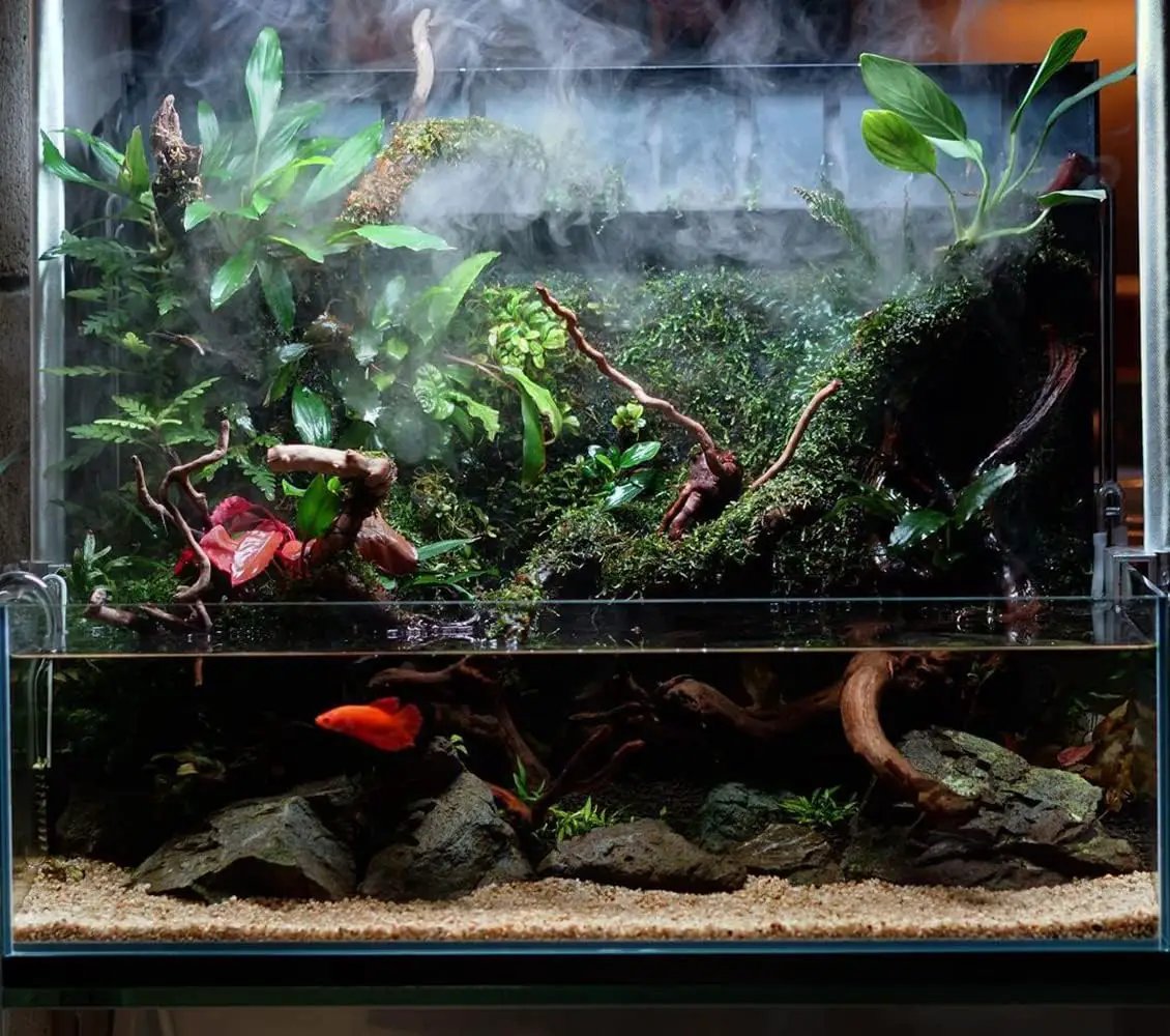Anubias Live Aquarium Plants - Potted Freshwater Plant for Fish Tanks, Terrariums - Beginner Friendly Low Light (Congensis, 1 Pot) by GreenHaven Gardens