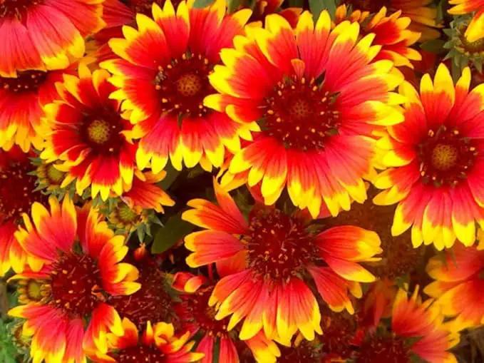 Dirt Goddess Super Seeds ~ Annual Gaillardia Seeds, Indian Blanket Flower -Gaillardia pulchella (1/4 Lb) 56,250 Seeds Non GMO Bulk by GreenHaven Gardens