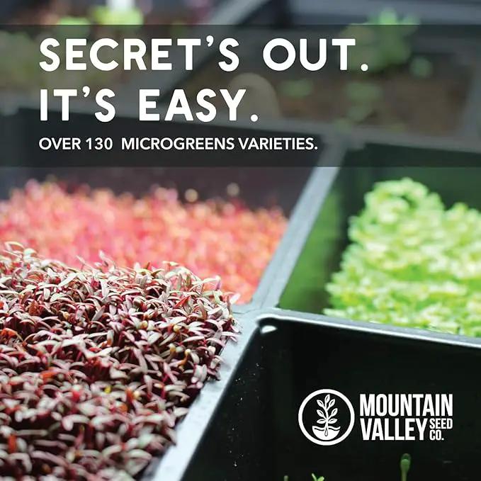 Radish Sprouting Seed - Red Arrow Variety - 5 Lb Bulk Seed - Heirloom Radish Sprouts - Non-GMO Sprouting and Micro Radishes by GreenHaven Gardens