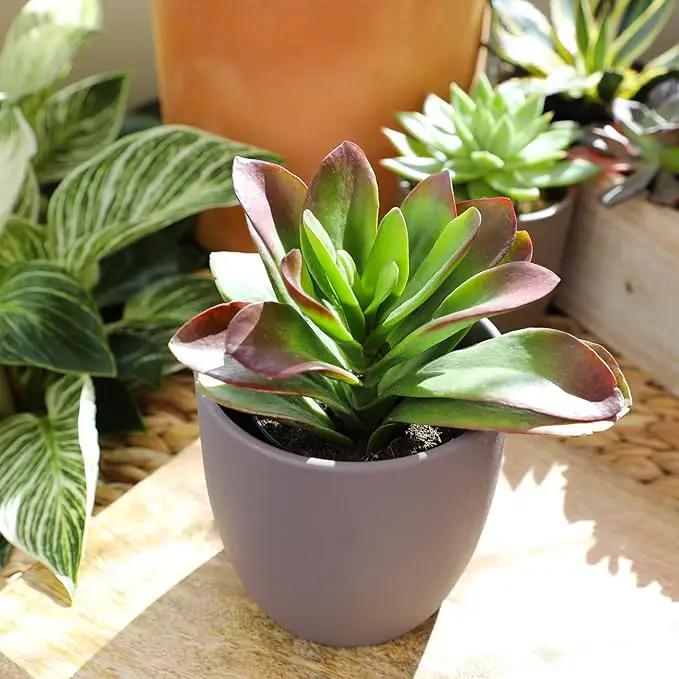 Altman Plants Desert Fire Live Succulents 4-Pack, Mini Plants Succulent Mix, Live Plants, Mini Succulents, House Plants, Live Succulent Plants, Outdoor & Indoor Plants for Event, Wedding, Kid Crafts by GreenHaven Gardens