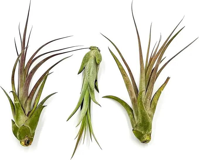 Live Air Plant – Tillandsia Capiput, Jumbo 6-9” - 5 ct - Live Arrival Guaranteed - House Plants for Home Decor & Gift by GreenHaven Gardens