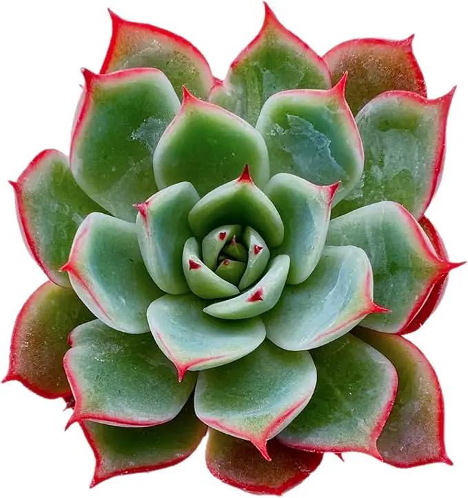 2" Rare Succulent Echeveria 'Yeon-Deung', Live Succulents Plants Fully Rooted in Grower Pots, Unique Gift for Wedding Favor, Party Favor by GreenHaven Gardens