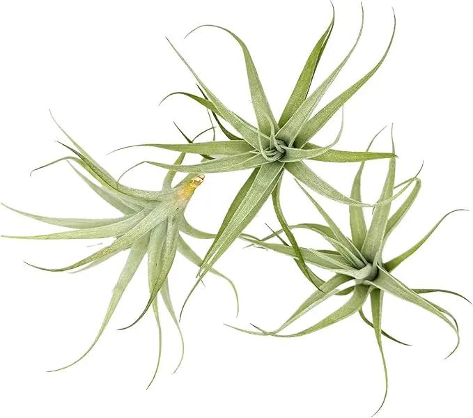 Live Air Plants - Tillandsia Albida 3-5" - 3ct – ragnaroc Live Indoor Plant - Live Arrival Guaranteed - House Plants for Home Decor & Gift by GreenHaven Gardens