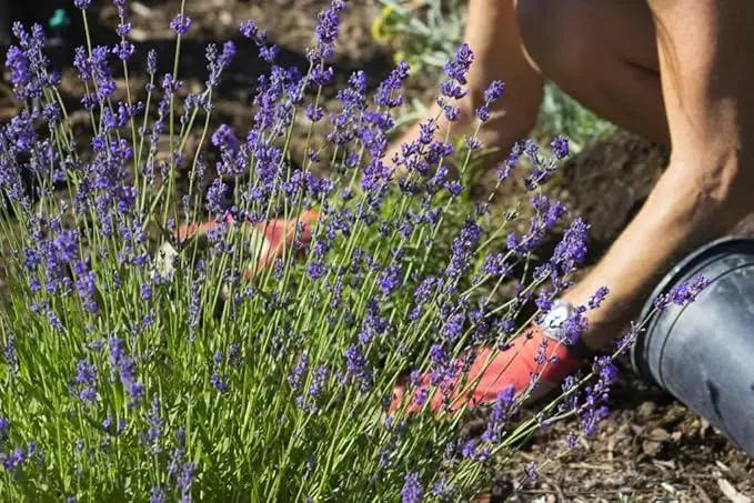 Organic Lavender Soil Mix by Gardenera - Provide The Best Growing Medium for Your Plants - 2 QUARTS by GreenHaven Gardens