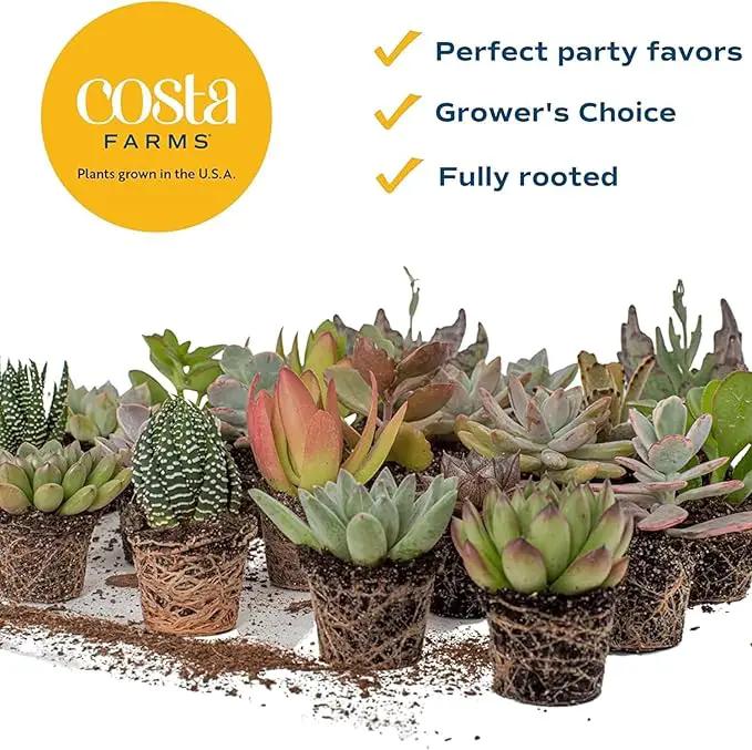 Costa Farms Succulents (100 Pack), Live Mini Succulent Plants, Grower's Choice Live Houseplants, Potted in Nursery Plant Pots, Potting Soil, Gift for Bulk Baby Shower, Bridal Shower, DIY Room Decor by GreenHaven Gardens