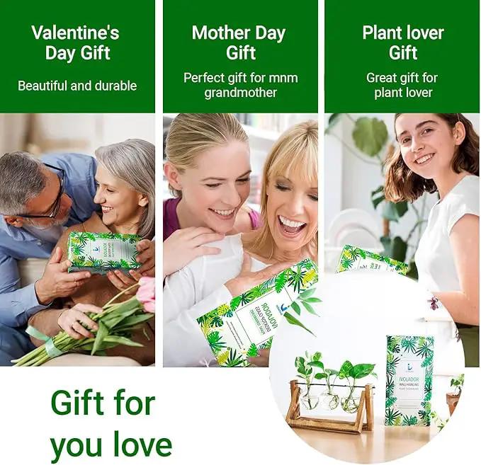 Ivolador I Plant Propagation Station, Bulb Plant Terrarium with Wooden Stand, Unique Gardening Gifts for Women, Hydroponic Indoor Planter, Home Office Garden Wedding Decor - 3 Bulb Glass Vases by GreenHaven Gardens