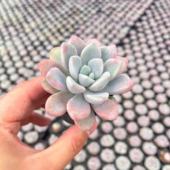 Live Succulent Echeveria 'Mottled Deer', Approx 2-inch Large, Potted Succulents, Fully Rooted, Easy Care House Plants by GreenHaven Gardens