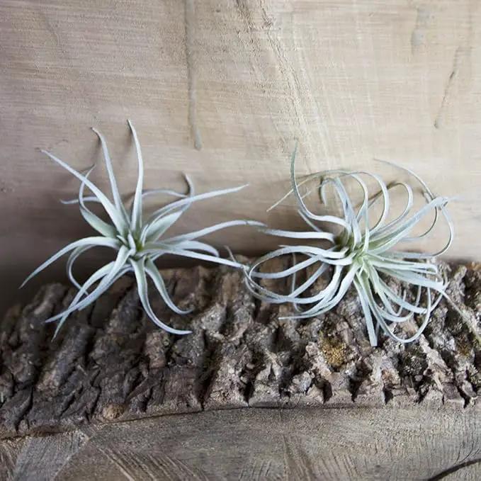 CHIVE Artificial Air Plants — Bulk Set of 5, Small — Ultra Realistic Fake Tillandsia Bromeliad Plants — Decorative Faux Succulents for Home & Office Decor — No Care Needed! by GreenHaven Gardens