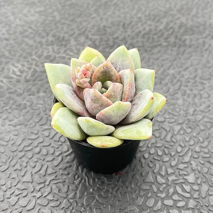 2" Live Succulent 'E. German Champagne', Rare Succulent Plants Fully Rooted in Pots, Unique House Plant for DIY, Party Favor, Home Office Decoration by GreenHaven Gardens