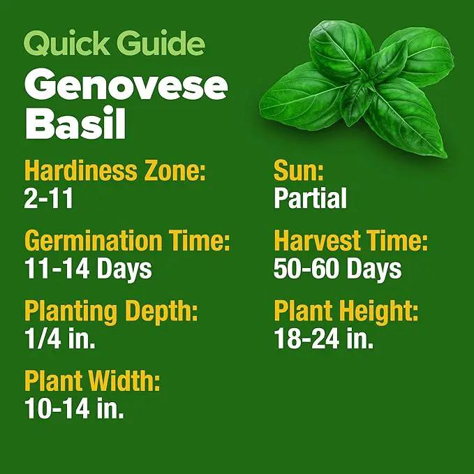 HOME GROWN Genovese Basil Seeds 2 Pack - 3500 𝗡𝗢𝗡-𝗚𝗠𝗢 𝗨𝗦𝗔 Heirloom Basil Seeds for Planting (Ocimum basilicum) - Herb Seeds for Indoor & Outdoor Gardening - Grow for Culinary Use by GreenHaven Gardens