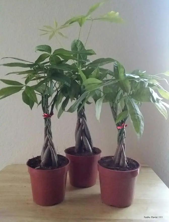 M&M BONSAI BRAIDED MONEY TREE IN TRAINING POT by M&M BONSAI by GreenHaven Gardens
