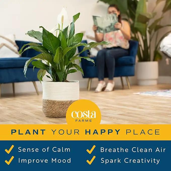 Costa Farms Peace Lily, Spathiphyllum Live Indoor Plant, 24-Inches Tall, in White Decor Planter by GreenHaven Gardens