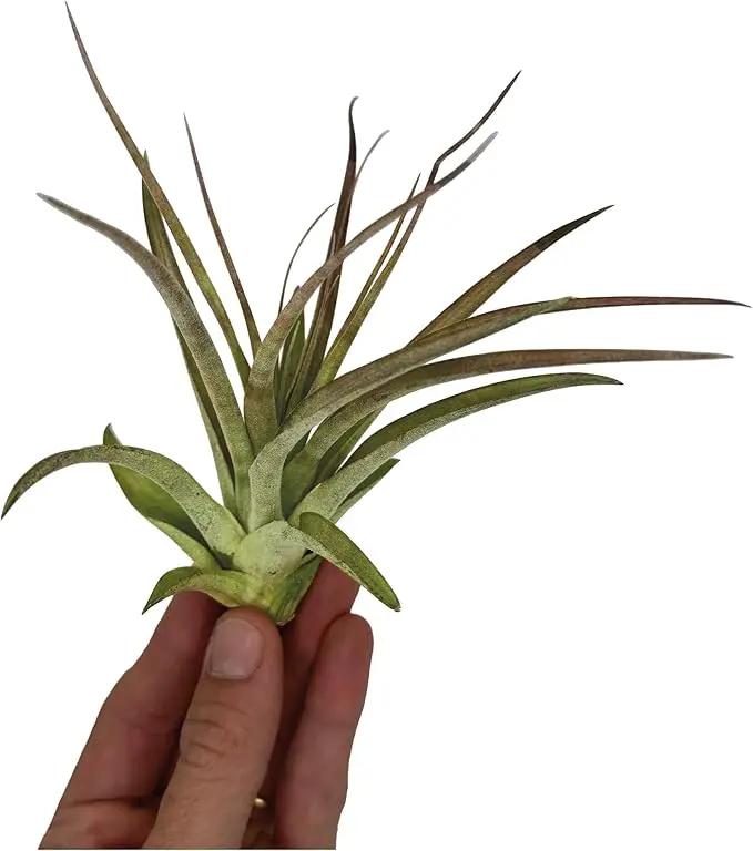 Air Plants - Tillandsia Brachycaulos Multiflora, Jumbo 5-7" - 1 ct - Live Arrival Guaranteed - House Plants for Home Decor & Gift by GreenHaven Gardens