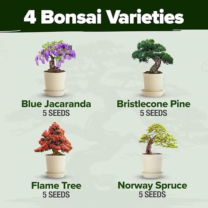 HOME GROWN Bonsai Tree Kit, Grow Your Own: Premium 4 Bonsai Trees Starter Kit | Unique Japanese Gardening Gift for Moms, Women, Men, Beginners & Gardeners | Creative Crafts for Adults BK1-2nd-MF by GreenHaven Gardens