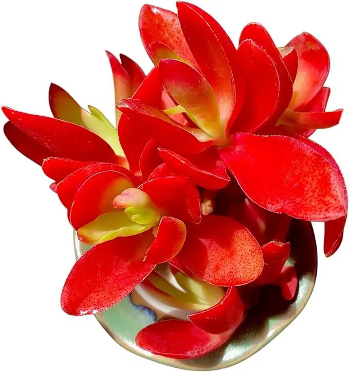 FWPP Crassula capitella 'Campfire' Live Succulent Plant in 3 Inch, Bright Red Leaves, Bare Root Without Pot Soil, Low Maintenance Houseplant, Great Gift for Plant Lovers & Home Decor by GreenHaven Gardens