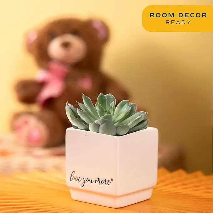 Costa Farms Mini Live Succulents, Echeveria Houseplant, Beautiful Live Indoor Plants in Cute Décor Stone Planter Pots, Great Gift for Perfect Room Décor, 4-Inches Tall (2-Pack) by GreenHaven Gardens