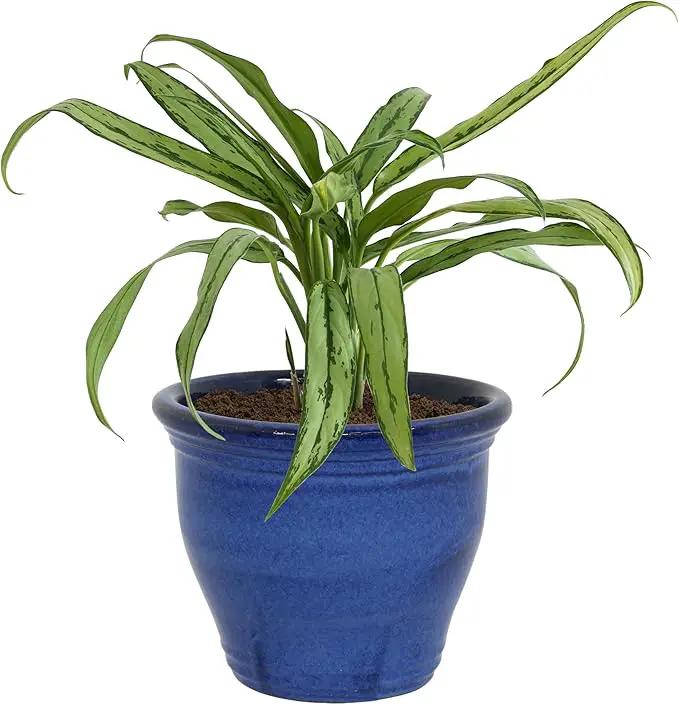 Sunnydaze Studio Large Ceramic Plant Pot - Round Outdoor Glazed Ceramic Planter Pot with Drainage - Imperial Blue - 14.5" by GreenHaven Gardens