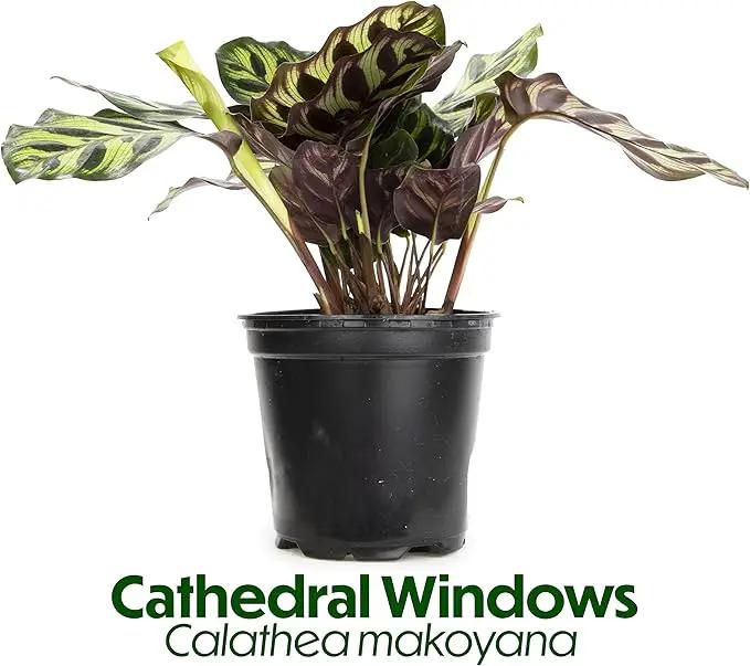 Calathea Prayer Plants Live House Plants Kit (4 PK), Calathea Plant Live Indoor Plants Live Houseplants, Live House Plants Indoors Live Plants Indoor, Live Indoor House Plants Live by Plants for Pets by GreenHaven Gardens