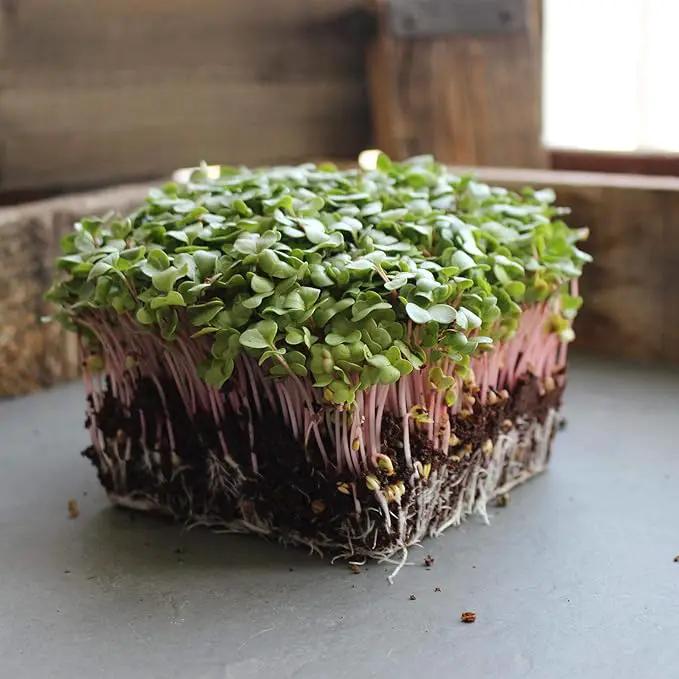 Radish Sprouting & Microgreens Seeds – Red Arrow Variety – 1 LB – Non-GMO, Heirloom – Fast-Growing, Spicy Radish Sprouts & Vibrant Micro Greens for Salads, Sandwiches, Smoothies & Indoor Gardening by GreenHaven Gardens