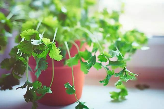 Cilantro Plant Potting Soil - All-Natural Blend for Thriving Cilantro Plants - Boosts Root Health and Aroma - 10 Quart by GreenHaven Gardens