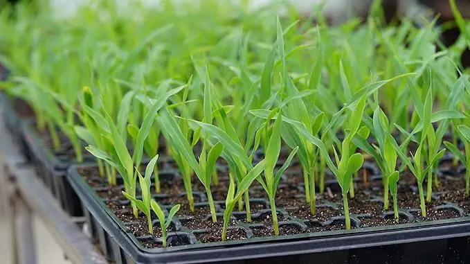 Gardzen Seed Starter Tray, 5 Pack Smiling Face Plant Germination Trays with Total 350-Cell, Seed Starter Kit with Humidity Vented Domes and Bases for Starting Vegetable Flower Herb Seeds 18" x 14" by GreenHaven Gardens