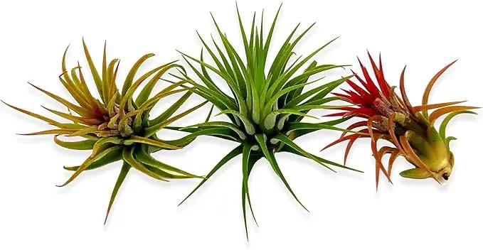 Air Plants Bulk - Tillandsia Ionantha Wholesale Pack, Regular 1-3" - 25ct - Live Arrival Guaranteed - House Plants for Home Decor & Gift by GreenHaven Gardens