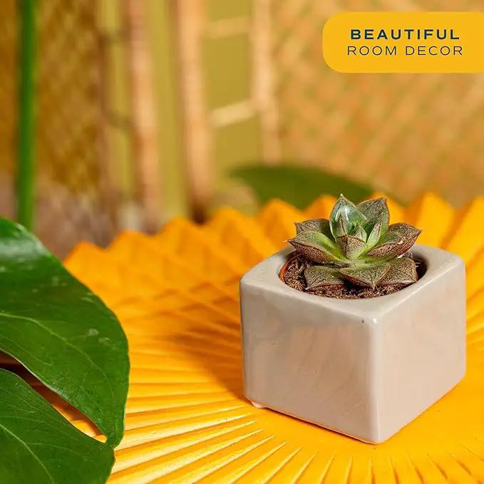 Costa Farms Succulent Plant, Live Indoor Mini Succulent Plant in Cute Succulents Plant Pot, Potting Soil Mix, Grower's Choice, Easy Grow Houseplant, Tabletop, Office, Room Decor, 2-Inches Tall by GreenHaven Gardens