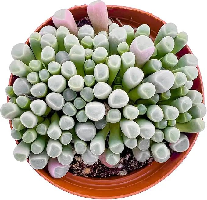 Live Succulents 'Baby Toes' (4-inch), Succulent Plants Fully Rooted in Pots with Soil, Easy-Care House Plant for DIY, Home Office Decor, Wedding Party Favor by GreenHaven Gardens