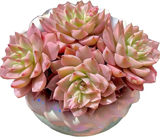 FWPP Succulents Live Echeveria Margaret,Pink Multi Headed Clustered Rare Plants,Bare Root Without Pot Soil,Indoor Live Succulent Plants are Suitable as Gifts and Decorations by GreenHaven Gardens